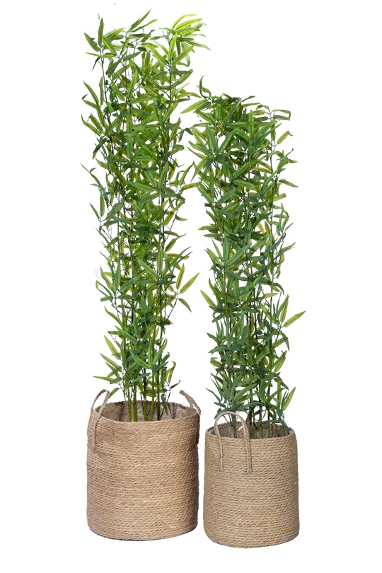 Bamboo Tree
