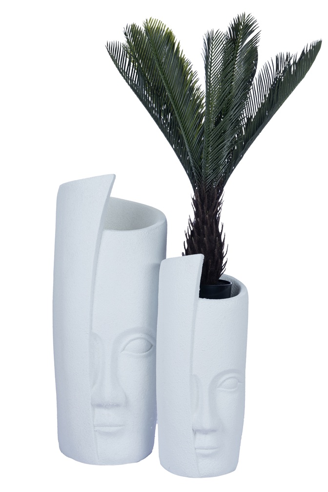 Sago Palm