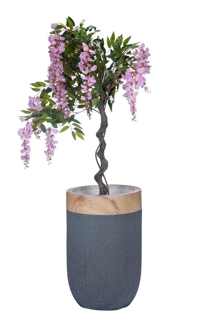 Wisteria Tree