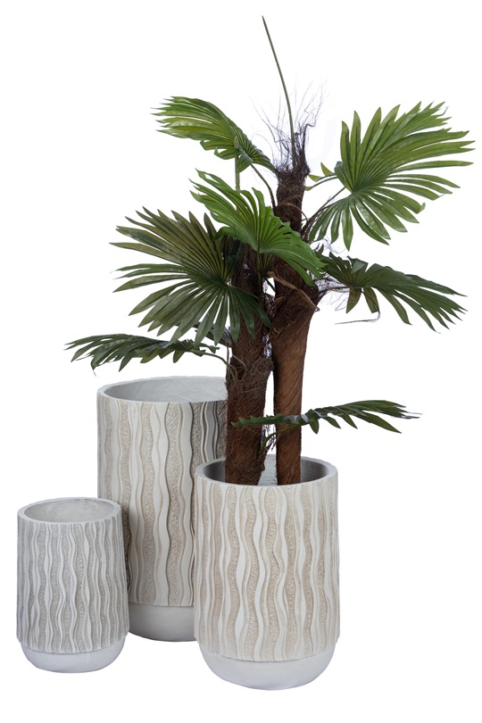 Fan Palm