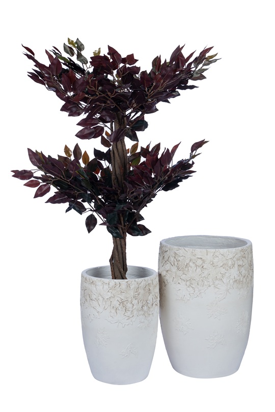 Ficus Tree