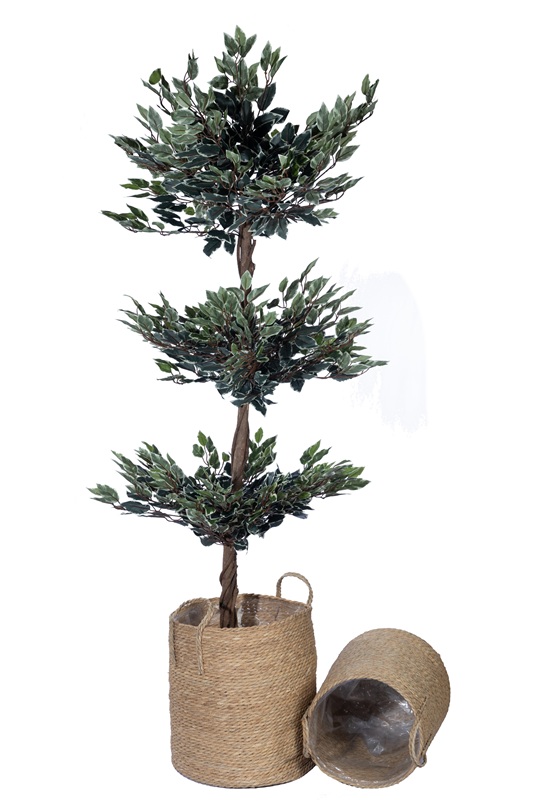 Three Tiered Ficus Tree