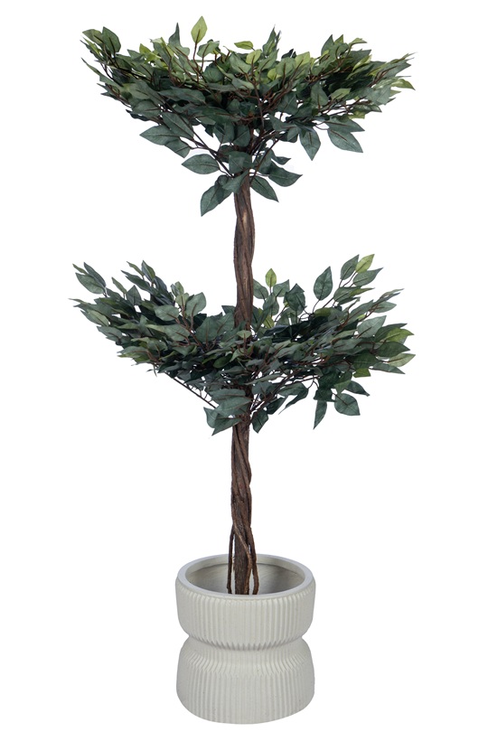 Two Tiered Ficus Tree